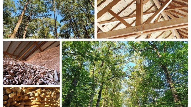 Pétition pour préserver le puits de carbone des forêts françaises avec le bois-énergie