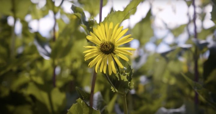 Le potentiel de la silphie pour la méthanisation et l’élevage en Wallonie