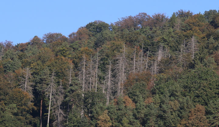 Quelle place pour le bois-énergie dans le bouleversement climatique de la forêt suisse ?