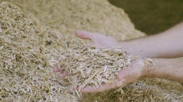 Se chauffer au miscanthus dans les Hauts-de-France pour préserver la qualité de l’eau potable