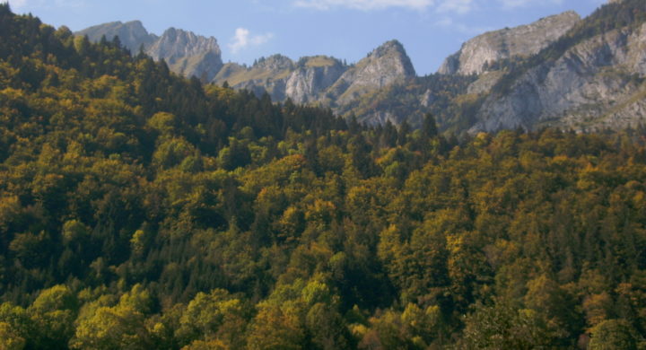 La sylviculture mélangée à couvert continu participe à la résilience des forêts exploitées