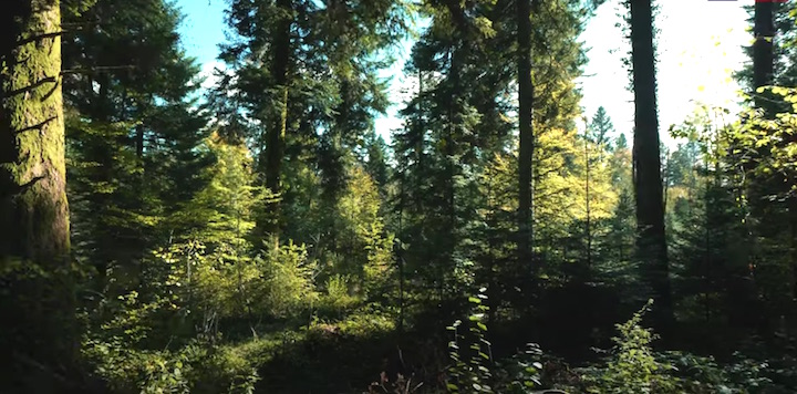 Dans les forêts en régénération naturelle, le bois-énergie, sous-produit de la sylviculture, ne rime pas avec coupes rases