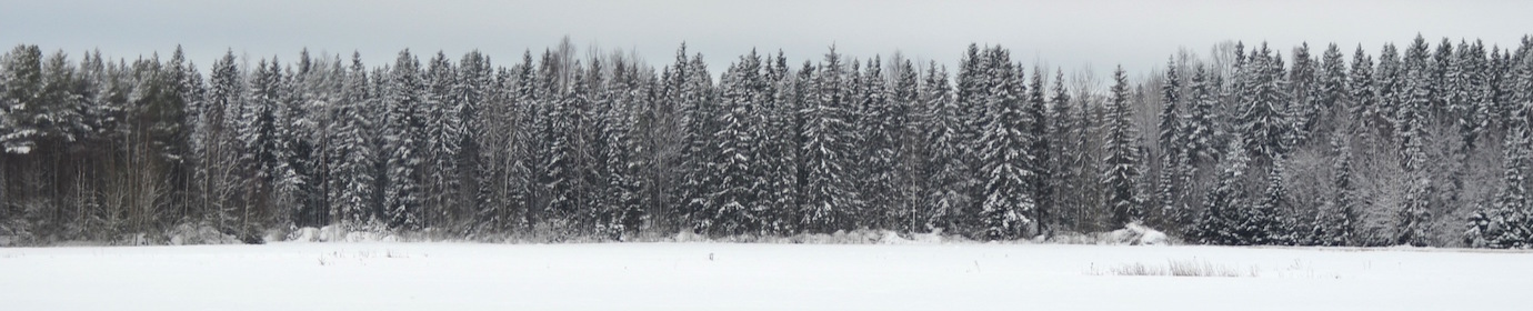 Forêt en Finlande, photo Frédéric Douard