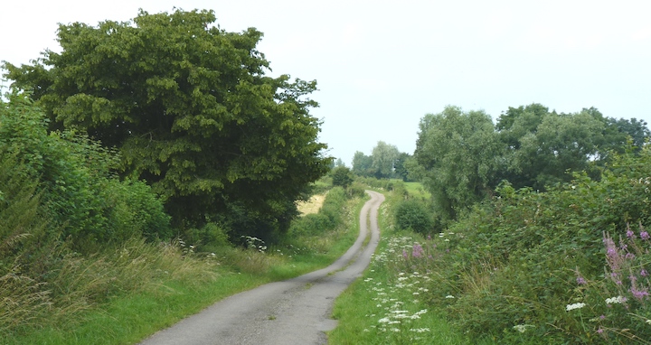 16 décembre 2025, webinaire sur les haies en bord d’infrastructures de transport ou de réseaux