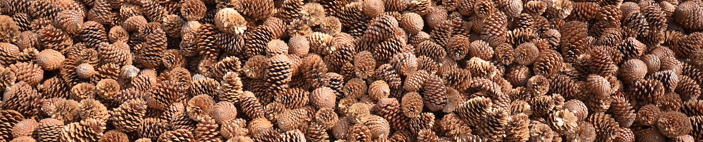 Cônes de pins valorisés comme combustible, photo Frédéric Douard